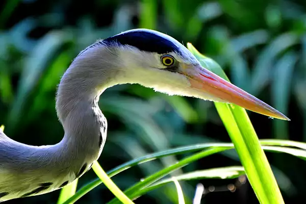 le Parc des oiseaux